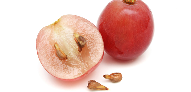 grape seed