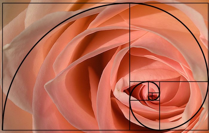 golden ratio nature.jpg